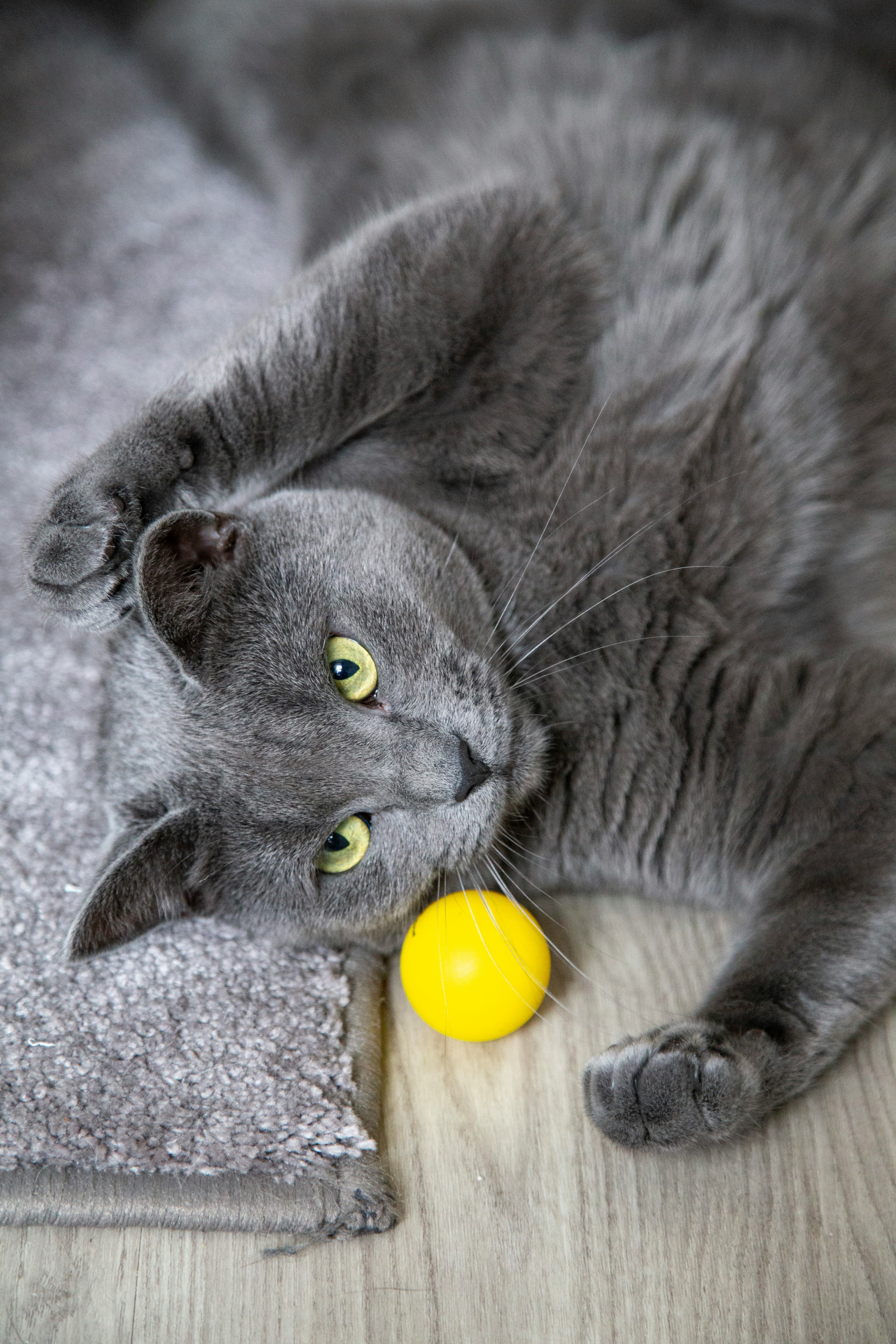 russian blue cat lying on white textile